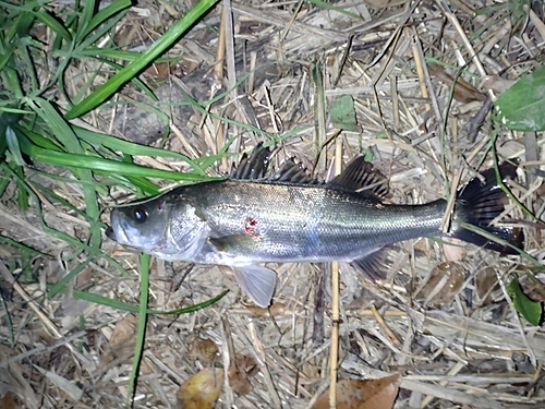 フッコ（マルスズキ）の釣果