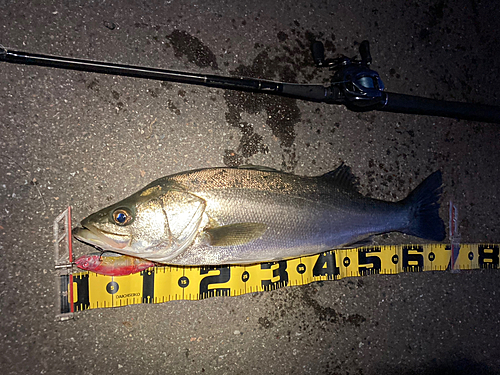 シーバスの釣果