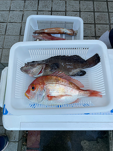 レンコダイの釣果