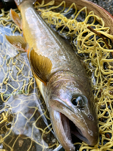 イワナの釣果