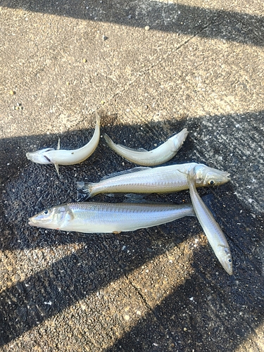 シロギスの釣果