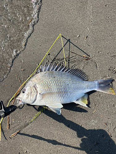 キビレの釣果