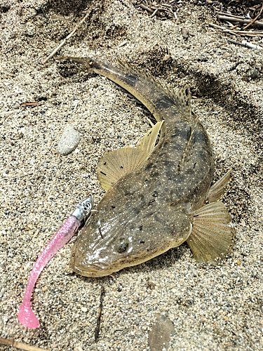 マゴチの釣果