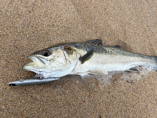 スズキの釣果