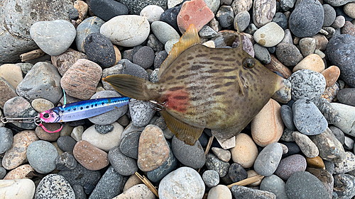 カワハギの釣果