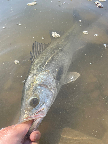 スズキの釣果