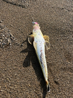 コチの釣果