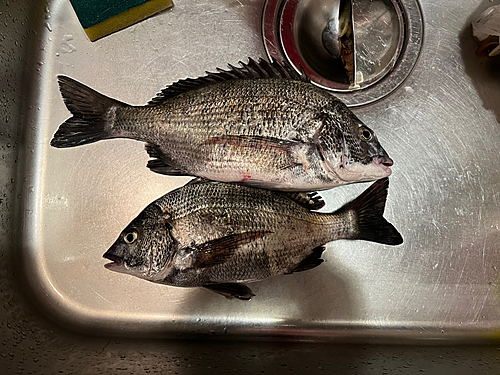 クロダイの釣果