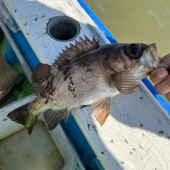 メバルの釣果