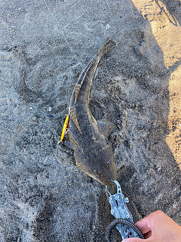 マゴチの釣果