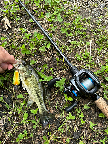 ブラックバスの釣果