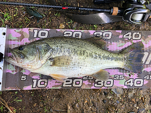 ブラックバスの釣果