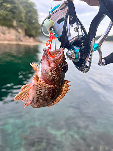 ガシラの釣果