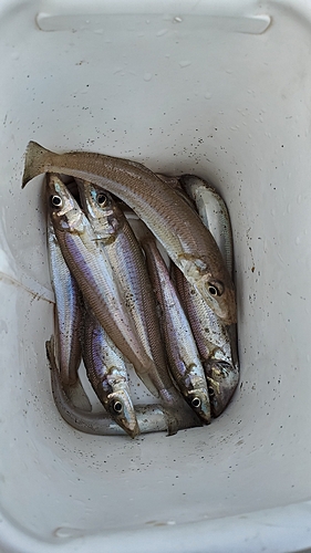 キスの釣果