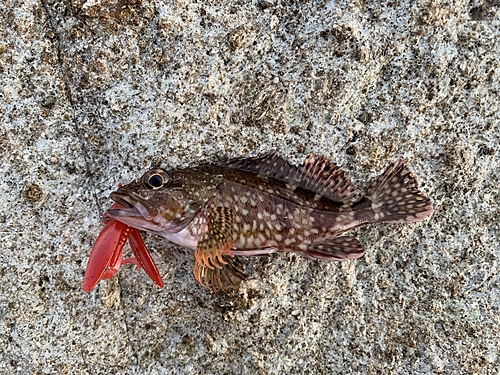 カサゴの釣果