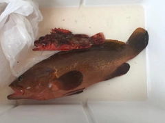 キジハタの釣果