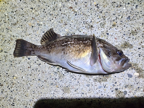 クロソイの釣果