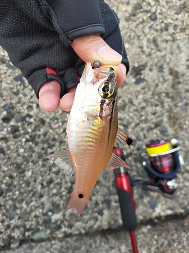 ガシラの釣果