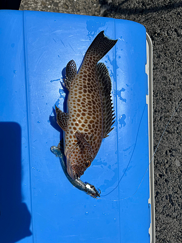 オオモンハタの釣果