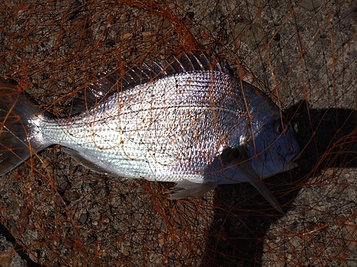 ヘダイの釣果