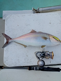 カンパチの釣果