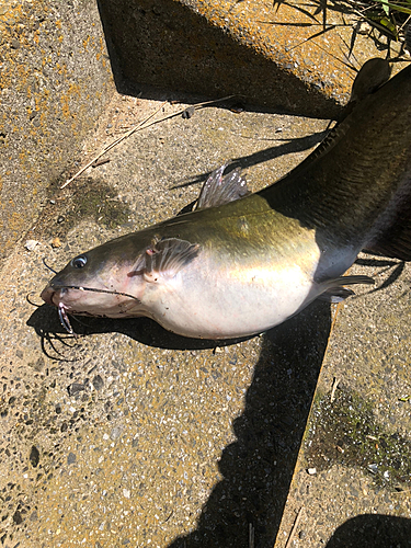 アメリカナマズの釣果