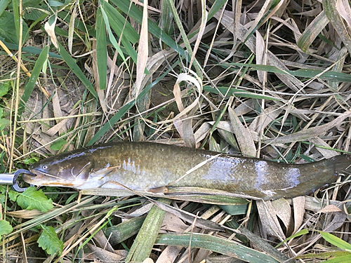 ナマズの釣果