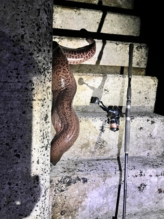 ドクウツボの釣果