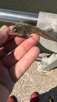 ネズミゴチの釣果