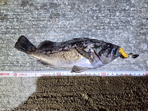 クロソイの釣果