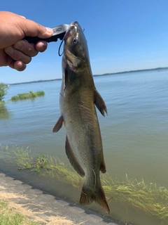 アメリカナマズの釣果