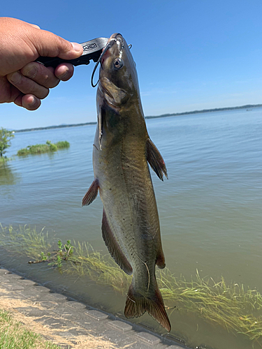 アメリカナマズの釣果