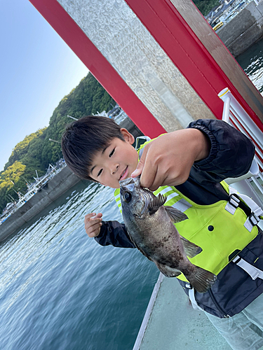 シロメバルの釣果