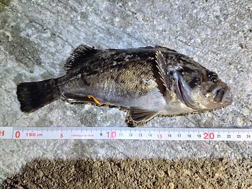 クロソイの釣果