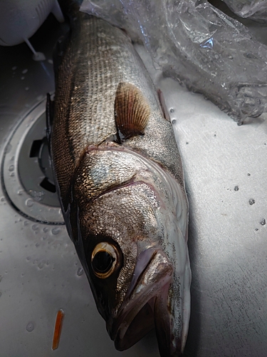 フッコ（マルスズキ）の釣果