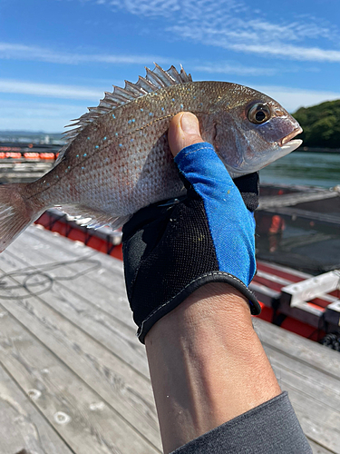 タイの釣果