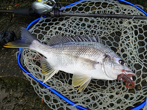 キビレの釣果