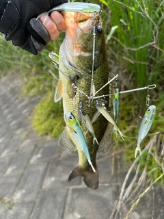 ブラックバスの釣果