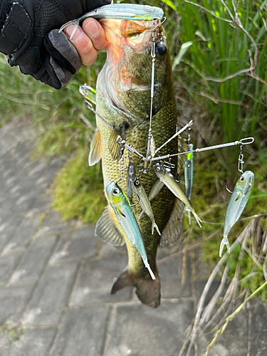 ブラックバスの釣果