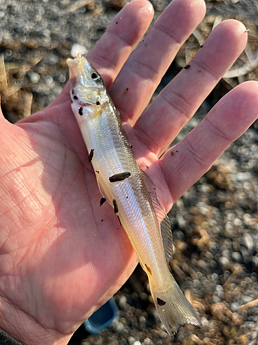 シロギスの釣果