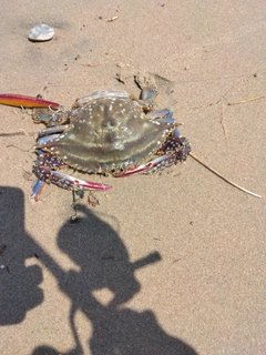 ワタリガニの釣果