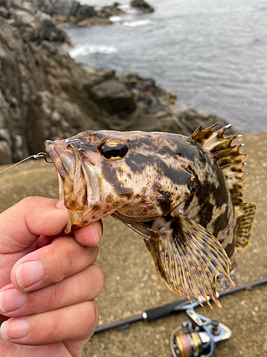 タケノコメバルの釣果