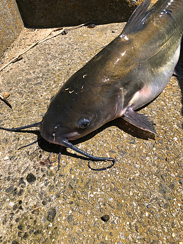 アメリカナマズの釣果