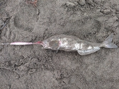 ホッケの釣果