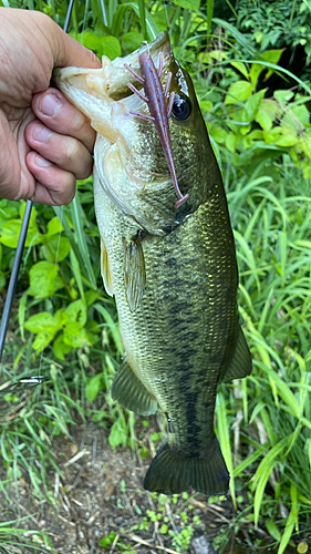 ラージマウスバスの釣果