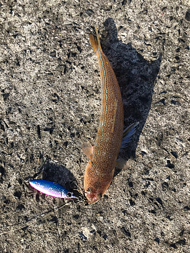 エソの釣果