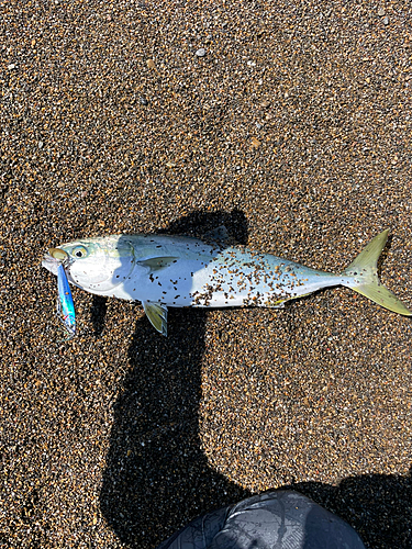 イナダの釣果