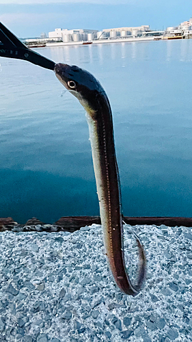 アナゴの釣果