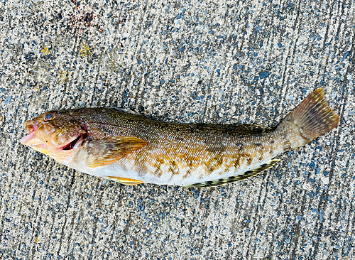 アイナメの釣果