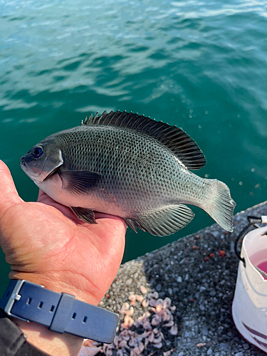 クチブトグレの釣果